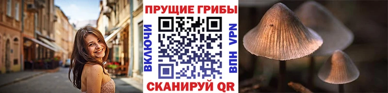 закладка  Гудермес  Псилоцибиновые грибы прущие грибы 
